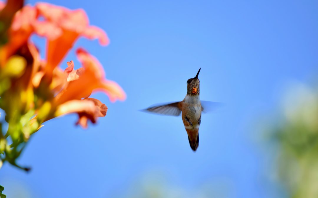 The Trumpet Vine