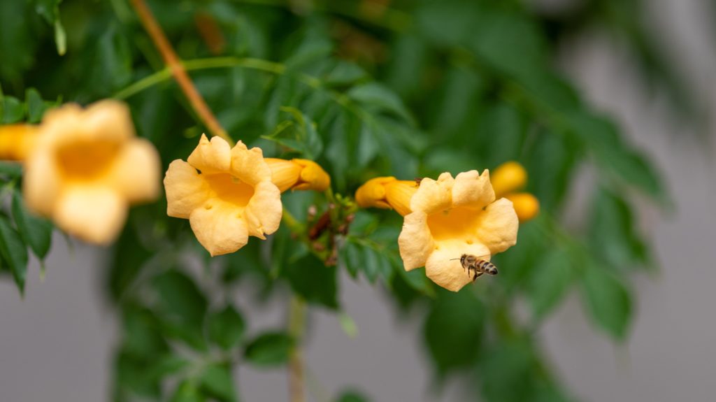 yellow trumpet vine