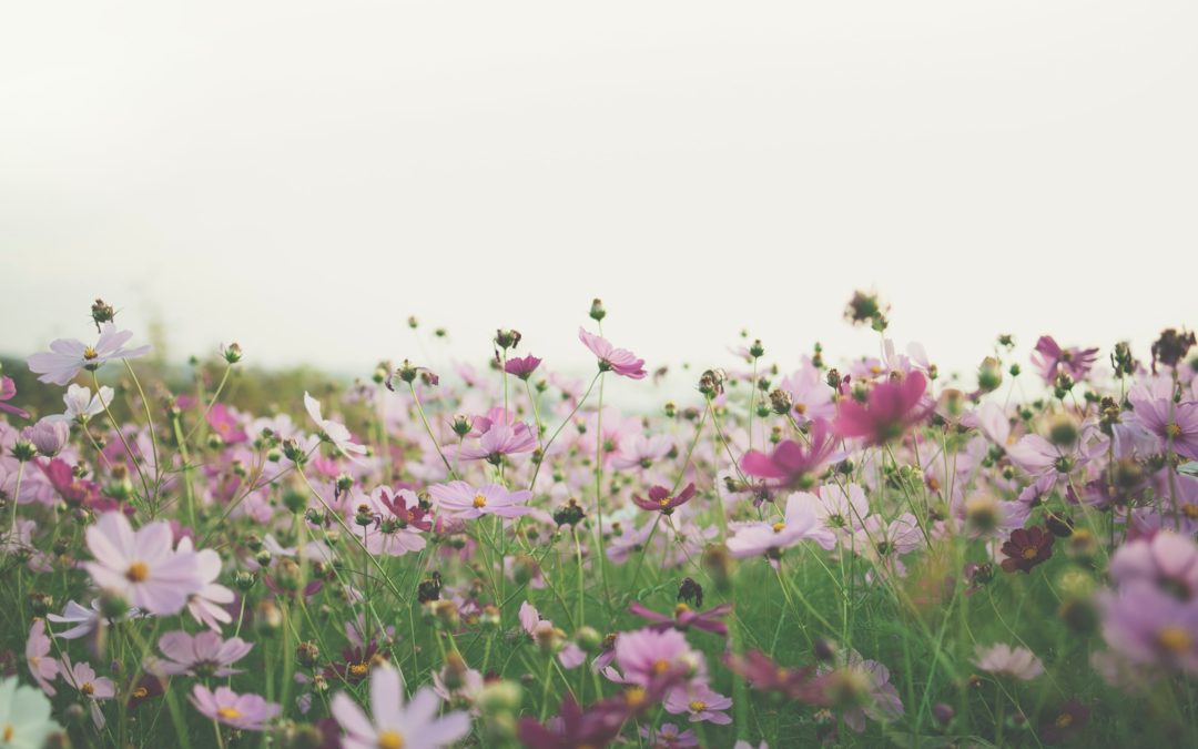 purple flowers