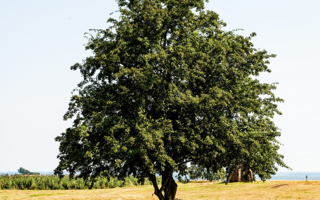 bicyicle in field