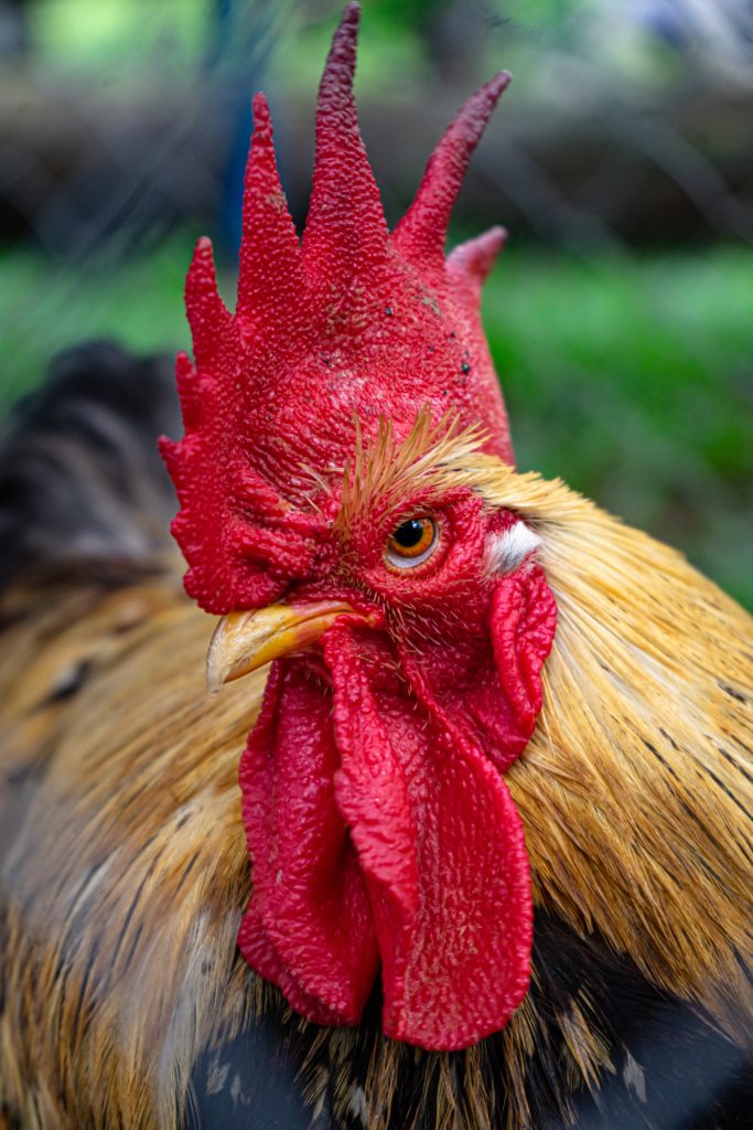 rooster close up