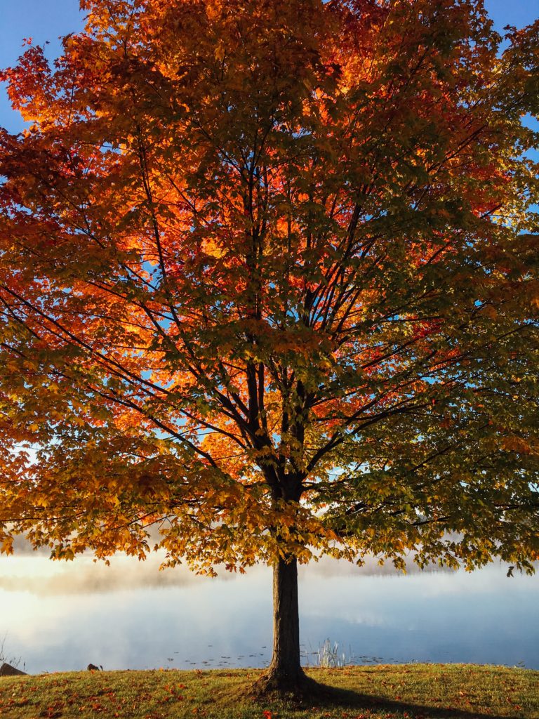 fall tree