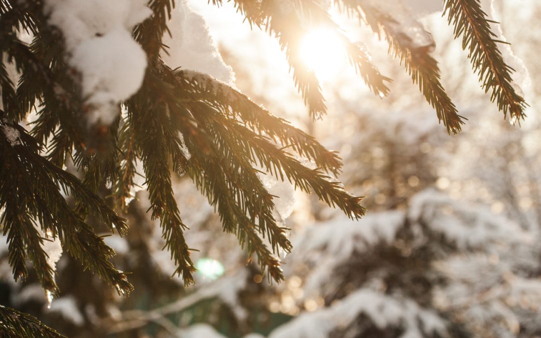 pine tree with snow on it. light shining through