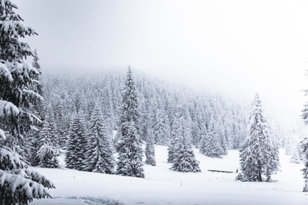 pine trees with snow on them