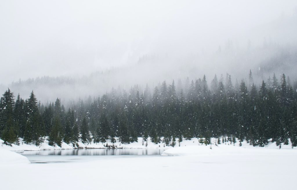 snowing with pine trees