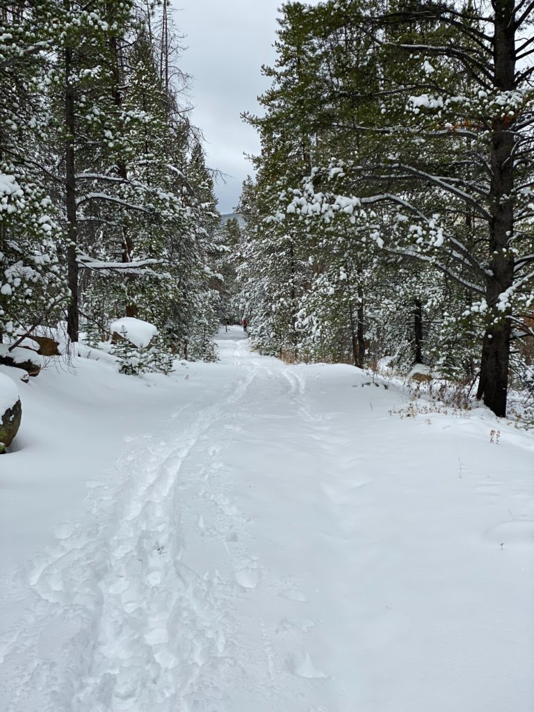 winter road through pine trees