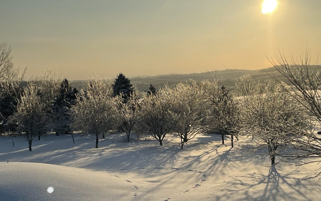 Backyard Winter Wonderland