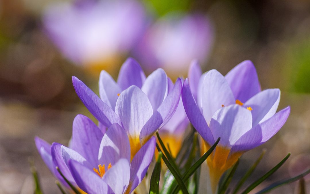 Crocuses