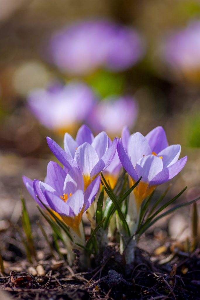 Crocuses