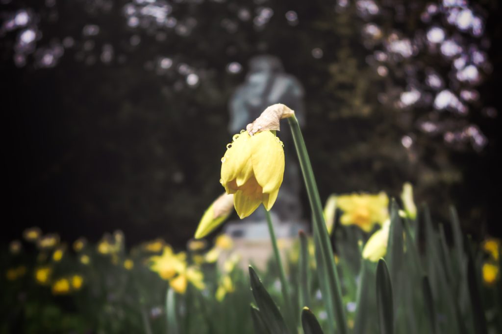 daffodils