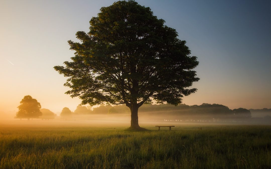 Tree at dawn