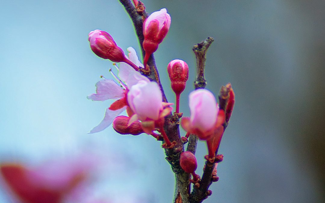 fuchsia pink flower