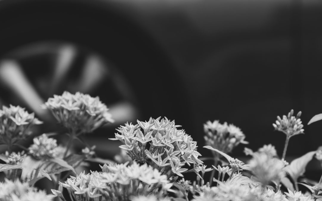 flowers grayscale