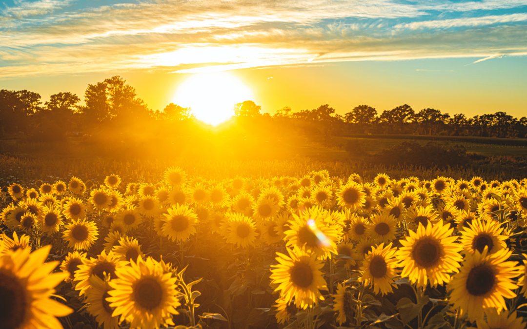 sunflower field