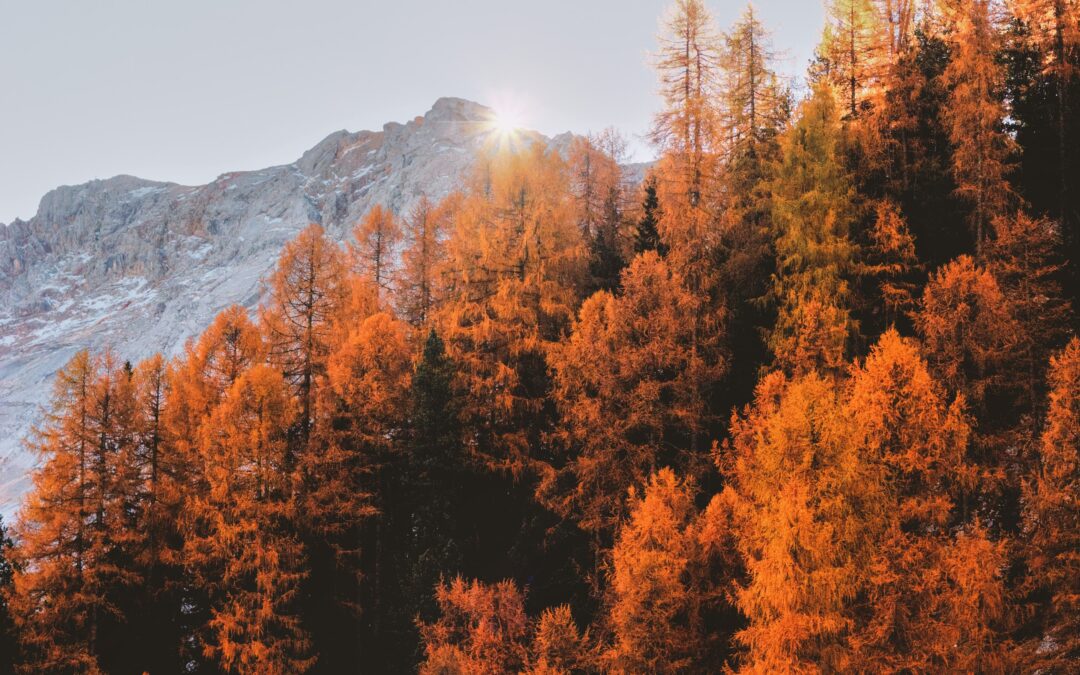 Mountain Fall Trees