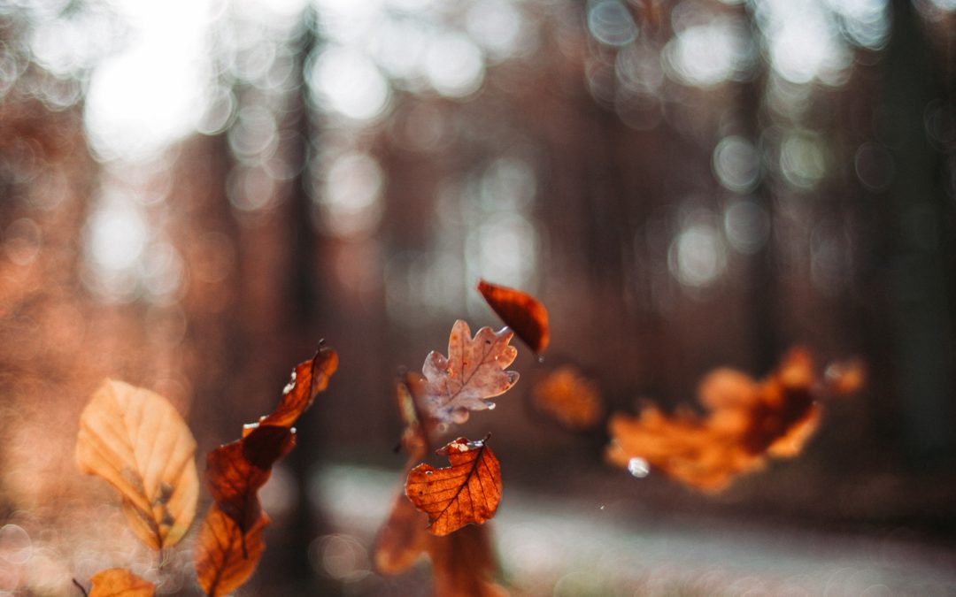 fall leaves close up