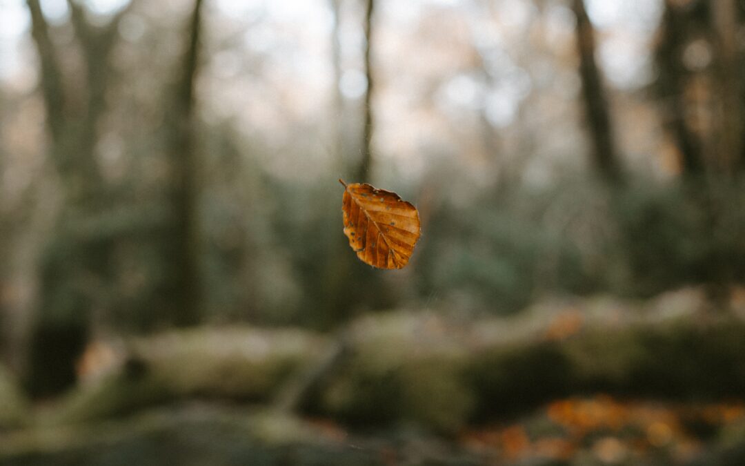 Fall Leaf Falling