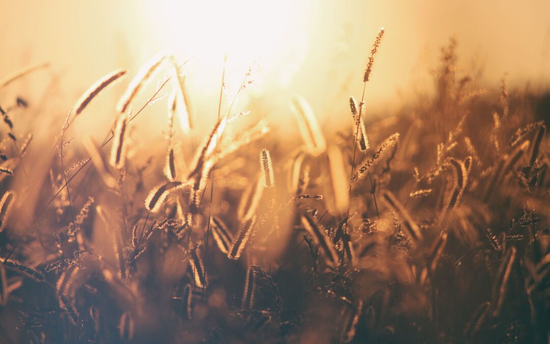 sunny wheat field