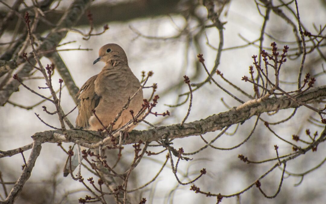 Dove