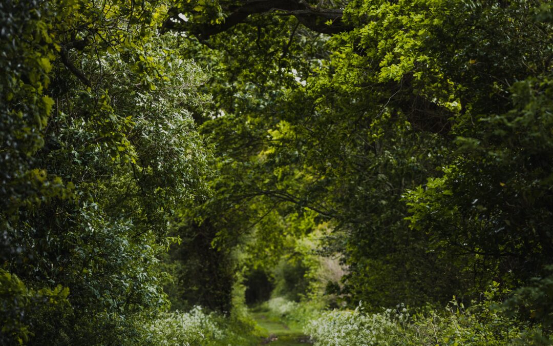 trail through the woods