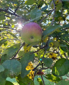 Apple harvest