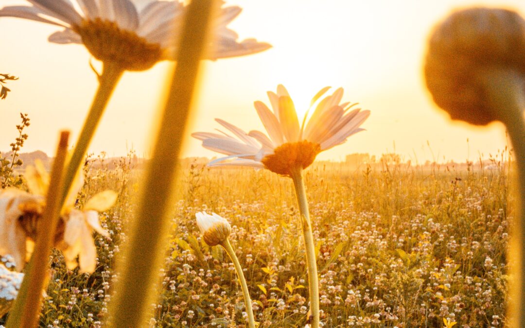 field of flowers