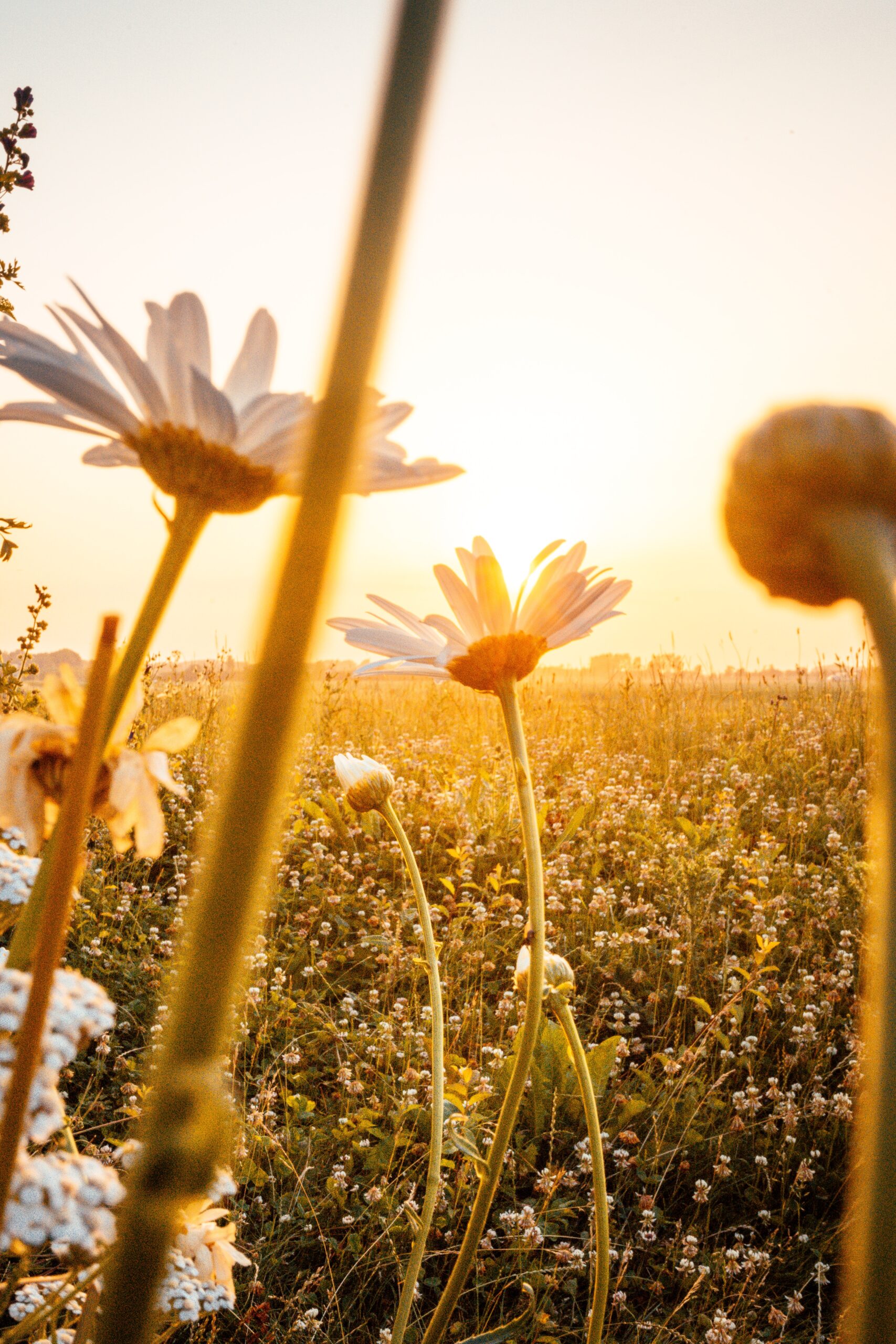 field of flowers